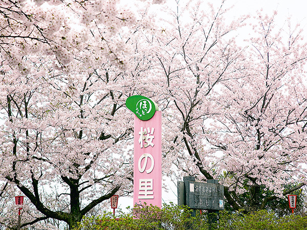 桜の里