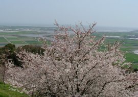 桜