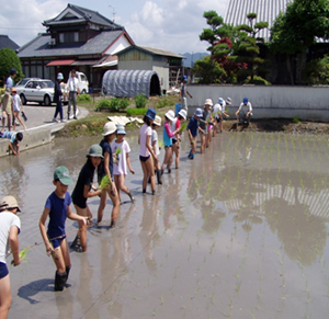 子供たちによる田植え体験