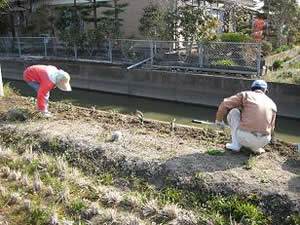 水路端への水仙の植栽