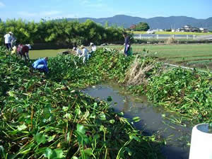 水路の水草除去(2)