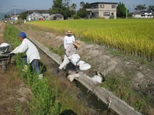 水路側壁への土のうの充填