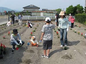 花壇への花苗の植え付け