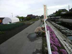 水路法面へ植栽した芝桜の草取り