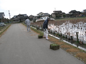 道路への芝の植栽