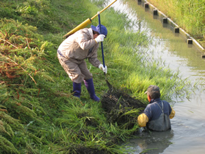 水路の水草の除去