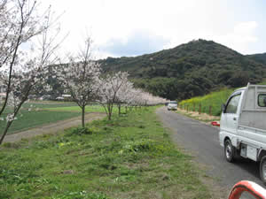 昨年以前から植樹している桜が咲いています