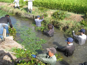 水路の水草除去