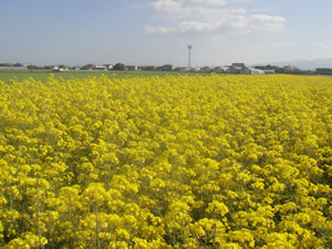 菜の花がきれいです（東郷環境保全会）