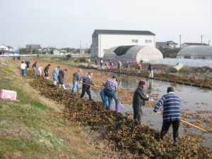 水路の水草除去