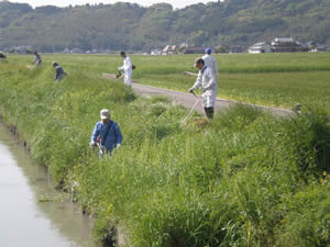 水路の草刈り