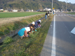 道路の除草