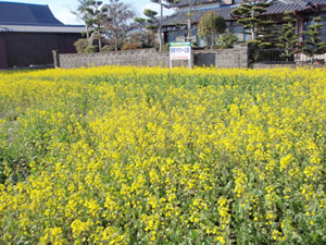 冬～春（菜の花）