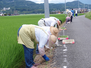 芝苗の植栽