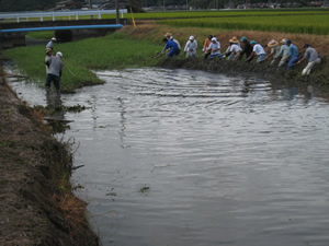 水路の水草除去