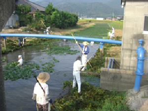 用排水路の水草除去