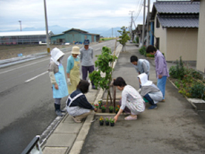 道路への植栽