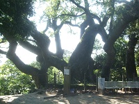 海童神社の楠写真