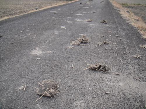 道路の美化にご協力ください